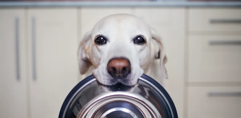Why Dogfooding Matters for Tech Companies